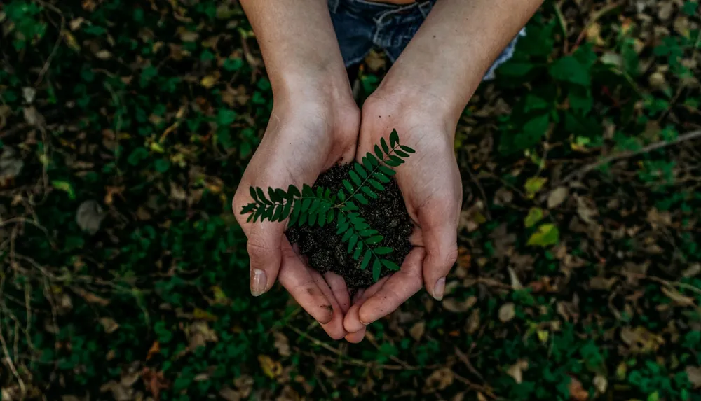 Jeune plante tenue dans des mains, symbole d'un engagement RSE authentique et éco-conçu
